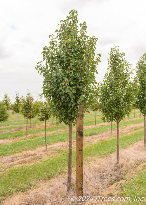 A Cleveland Pear with a large ruler standing next to it to measure its height.