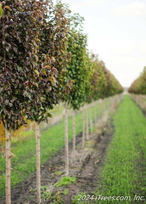 View of a row of Cleveland Pear with transitioning fall color in the nursery.
