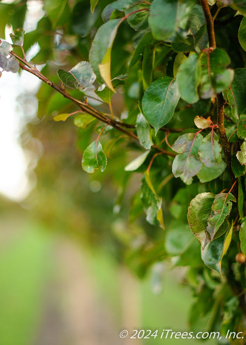 Closeup of the outer branching showing shiny green leaves.