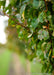 Closeup of the outer branching showing shiny green leaves.