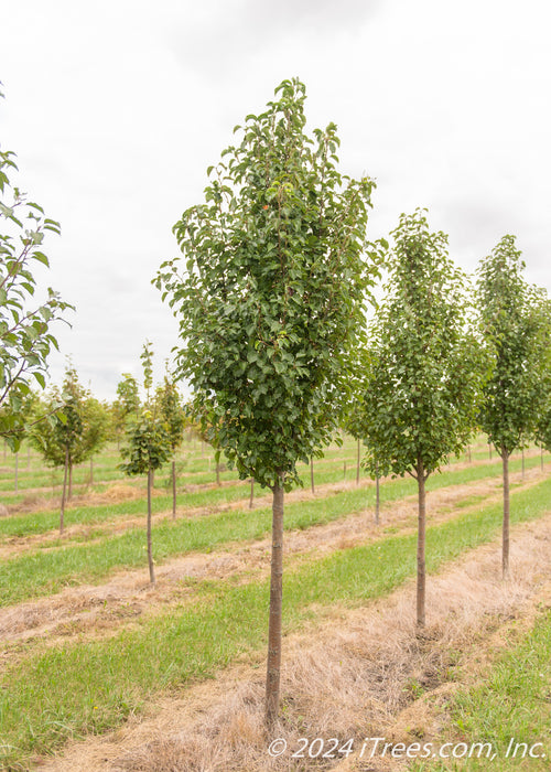 A row of Cleveland Pear grows in the nursery with green leaves.