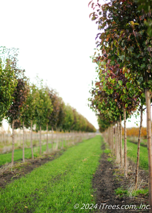 A row of Cleveland Pear grows in the nursery showing transitioning fall color from green to deep red.