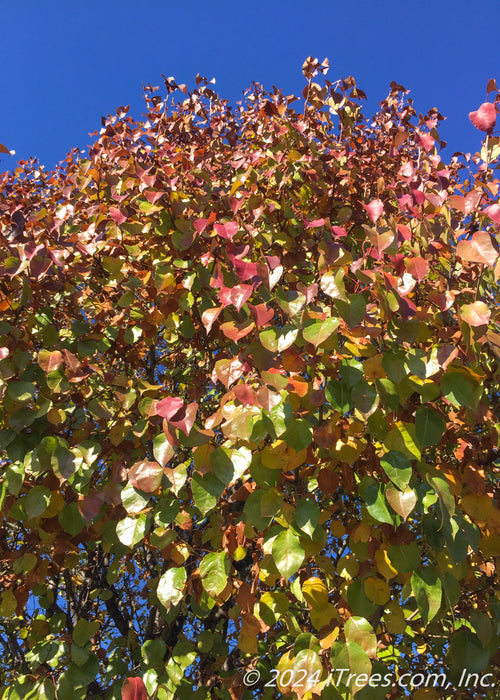 View of the top of the tree's canopy showing changing fall color from green, yellow to deep red.