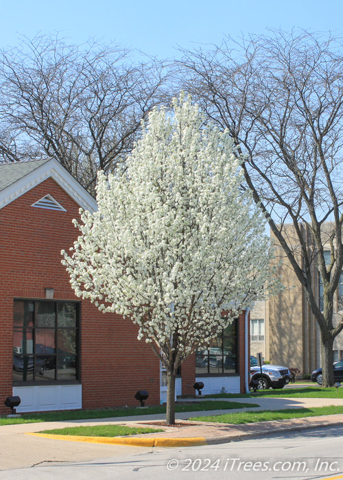 A Cleveland Pear in a business district in full bloom.