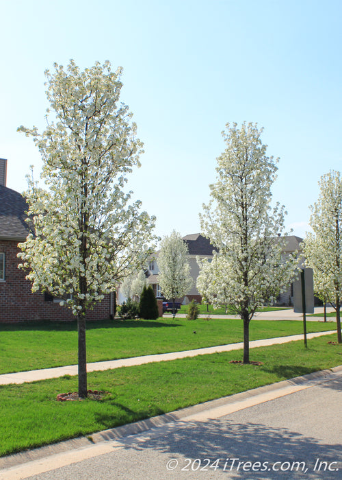 A row of Cleveland Pear planted along a subdivision parkway in full bloom.