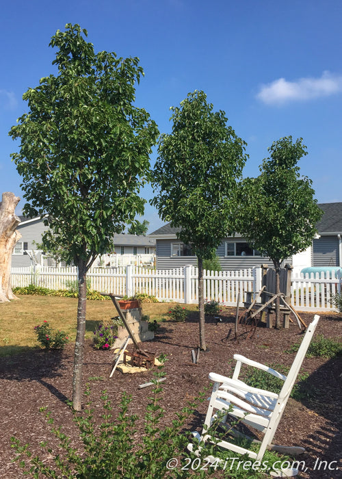 A row of three Cleveland Pear are planted in the backyard of a home for privacy and screening.