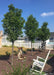 A row of three Cleveland Pear are planted in the backyard of a home for privacy and screening.