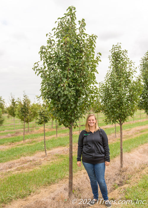 Cleveland Pear grows in the nursery, a person stands by with their shoulder at the lowest branch to show the height comparison.