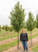 Cleveland Pear grows in the nursery, a person stands by with their shoulder at the lowest branch to show the height comparison.