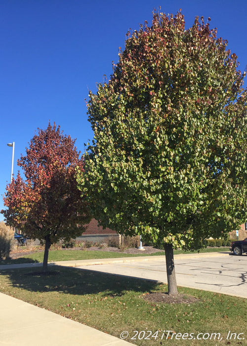 A row of Cleveland Pear are planted in a grassy area near a parking lot, showing transitioning fall color from green to deep dark red.
