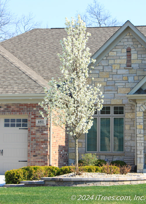 A newly planted Cleveland Pear in full bloom, planted in a retaining wall area near the front entrance of a home.