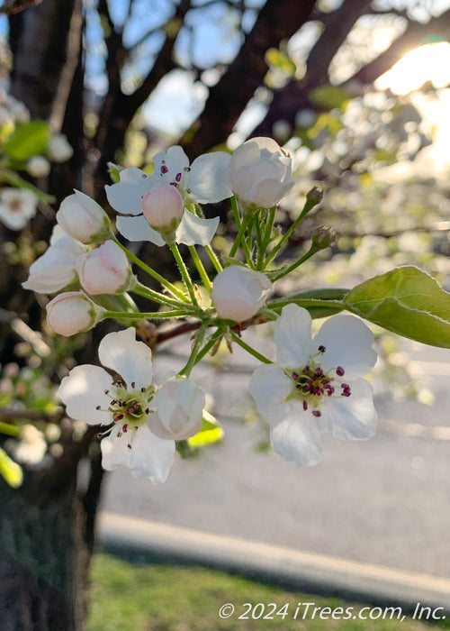 Closeup of the end of a branch showing pinkish white buds and newly bloomed white flowers with pink centers.