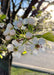 Closeup of the end of a branch showing pinkish white buds and newly bloomed white flowers with pink centers.