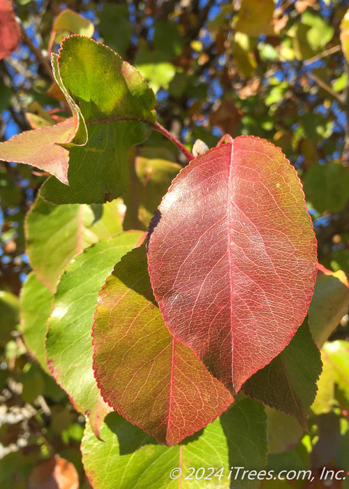 A red shiny leaf showing transitioning color from green to yellow to a deep dark red.
