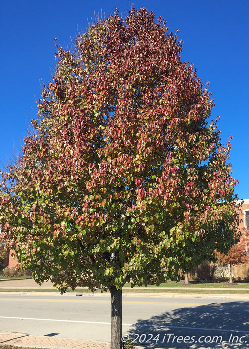 Cleveland Select Ornamental Pear showing transitioning fall color with green at the bottom, moving to dark red at the top.