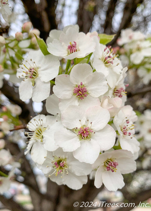 Closeup of crisp white flowers with pink centers.