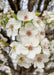 Closeup of crisp white flowers with pink centers.