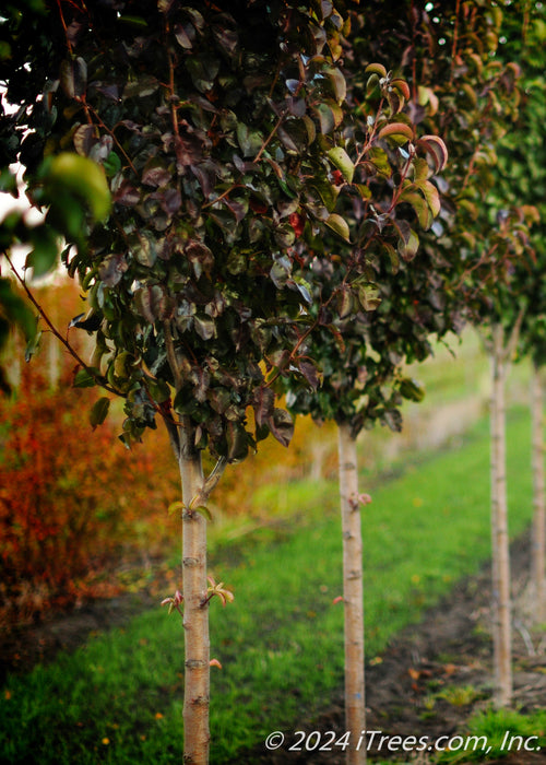Closeup of a row of Cleveland Pear with changing fall color from green to deep red. 