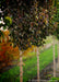 Closeup of a row of Cleveland Pear with changing fall color from green to deep red. 