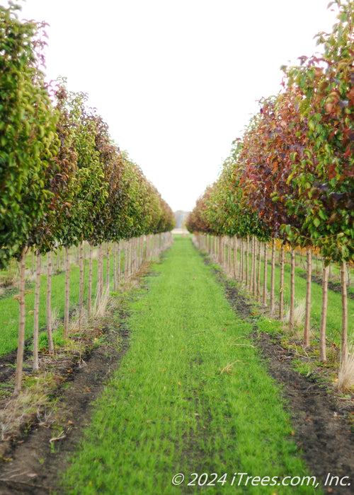 Two rows of Cleveland Pear grow in a nursery in the fall.