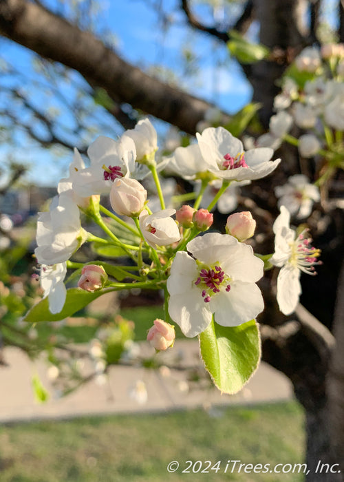 Closeup of crisp white flowers with pink centers and newly emerged shiny green leaves.