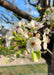 Closeup of crisp white flowers with pink centers and newly emerged shiny green leaves.