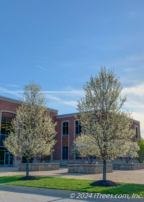 Cleveland Pear beginning to bloom, planted in a grassy area near a public parking lot.