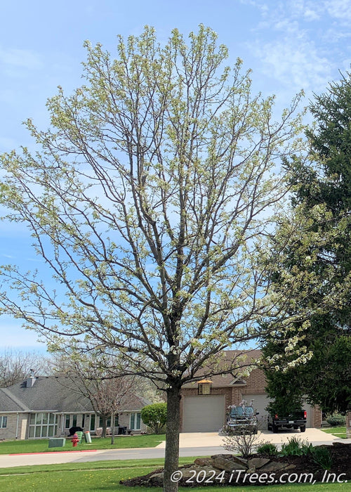 A large Cleveland Pear planted in a front landscape bed beginning to bloom and leaf out.