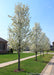 Cleveland Select Ornamental Pear in full bloom, planted in a row of three other trees along a residential parkway.