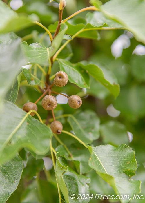 Closeup of ornamental fruit and large shiny green leaves.