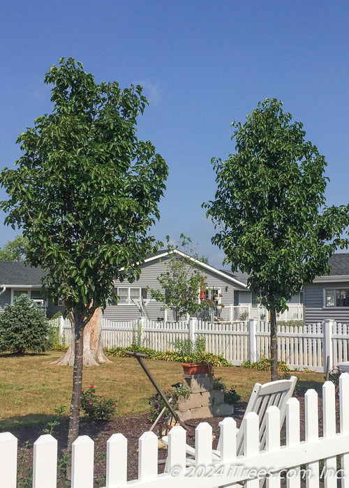 A row of Cleveland Pear are planted in the backyard of a home for privacy and screening along a fenceline.