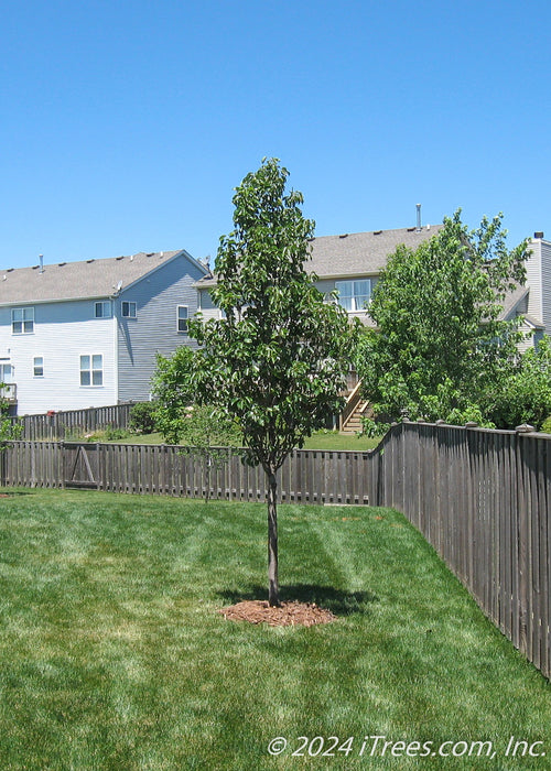 A newly planted Cleveland Pear with green leaves grows in a backyard along a fenceline.