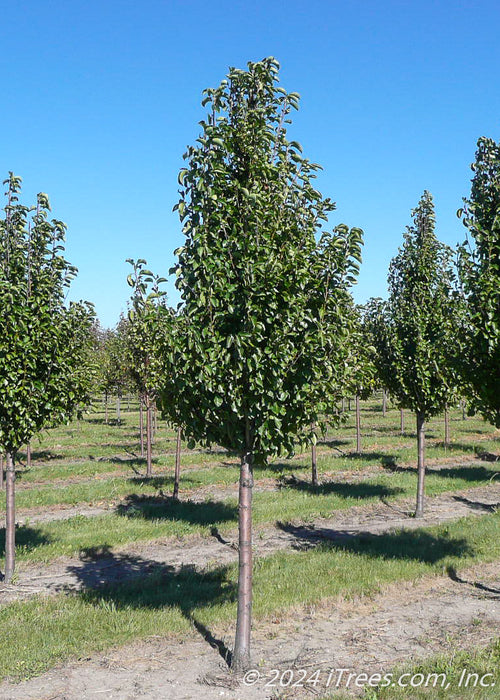 A single Cleveland Pear with green leaves grows in the nursery.