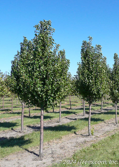 A row of Cleveland Pear in the nursery with dark shiny green leaves.