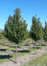 A row of Cleveland Pear in the nursery with dark shiny green leaves.