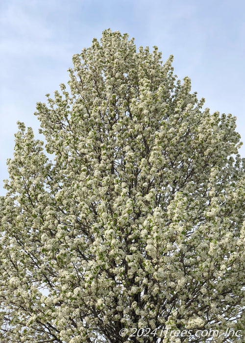 View of the top of the tree's canopy in full bloom.