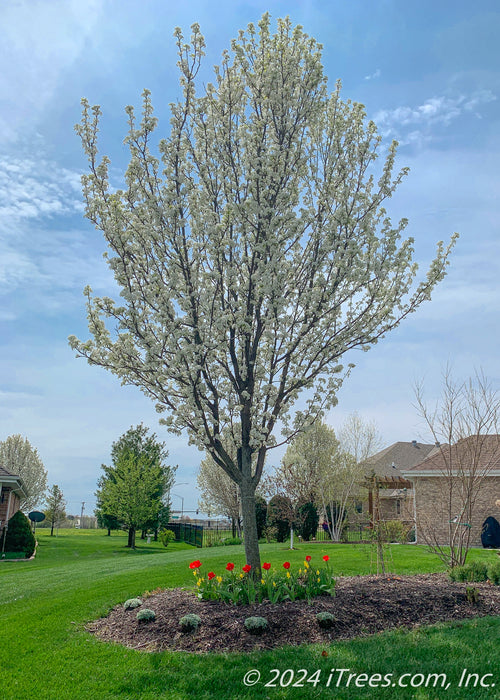 A newly planted Cleveland Select Ornamental Pear in a front yard landscape bed, in full bloom. 