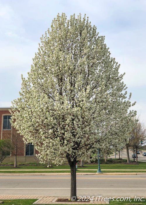 Cleveland Pear in full bloom along a parkway in a business district.
