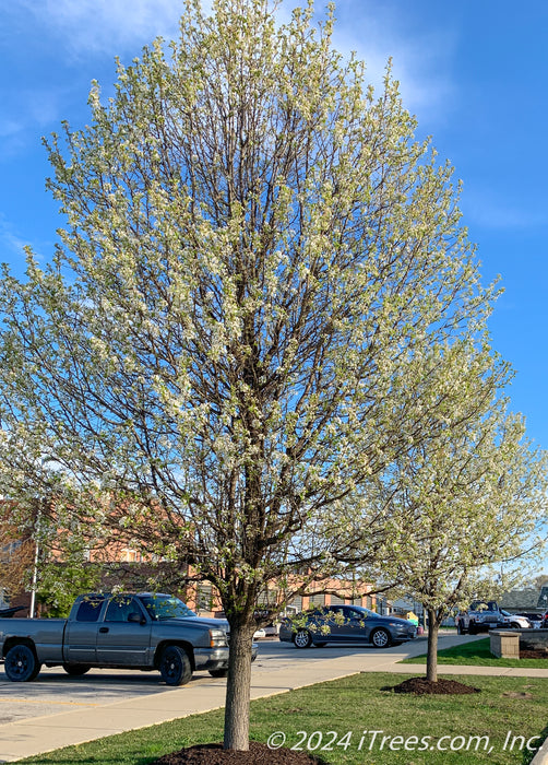A row of Cleveland Pear beginning to bloom and leaf out. Planted in a grassy area of a public parking lot.