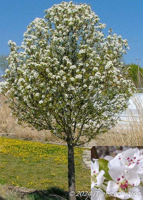 Jack Pear in bloom with an insert of white flowers with rounded petals and pink stamens.