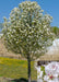 Jack Pear in bloom with an insert of white flowers with rounded petals and pink stamens.