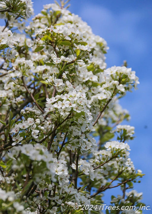 Closeup view of underside of branches showing small white flowers and tiny newly emerged green leaves.