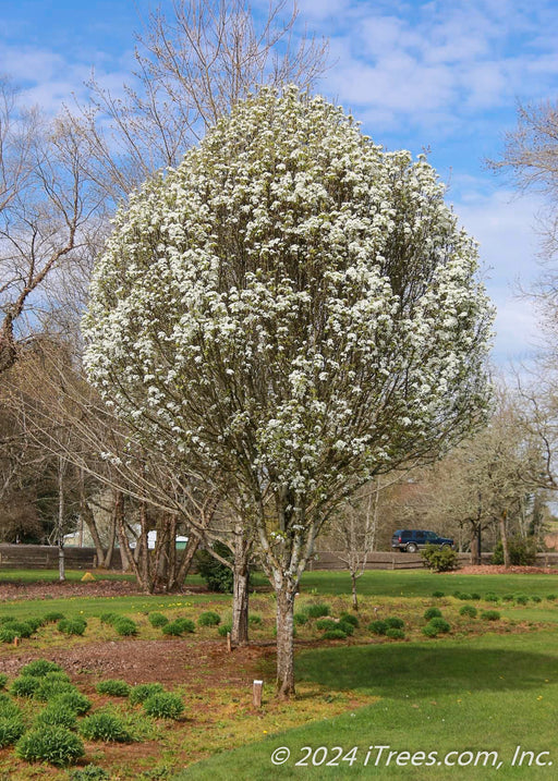 Mature Jack Pear in bloom, planted in a backyard landscape bed.
