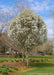 Mature Jack Pear in bloom, planted in a backyard landscape bed.