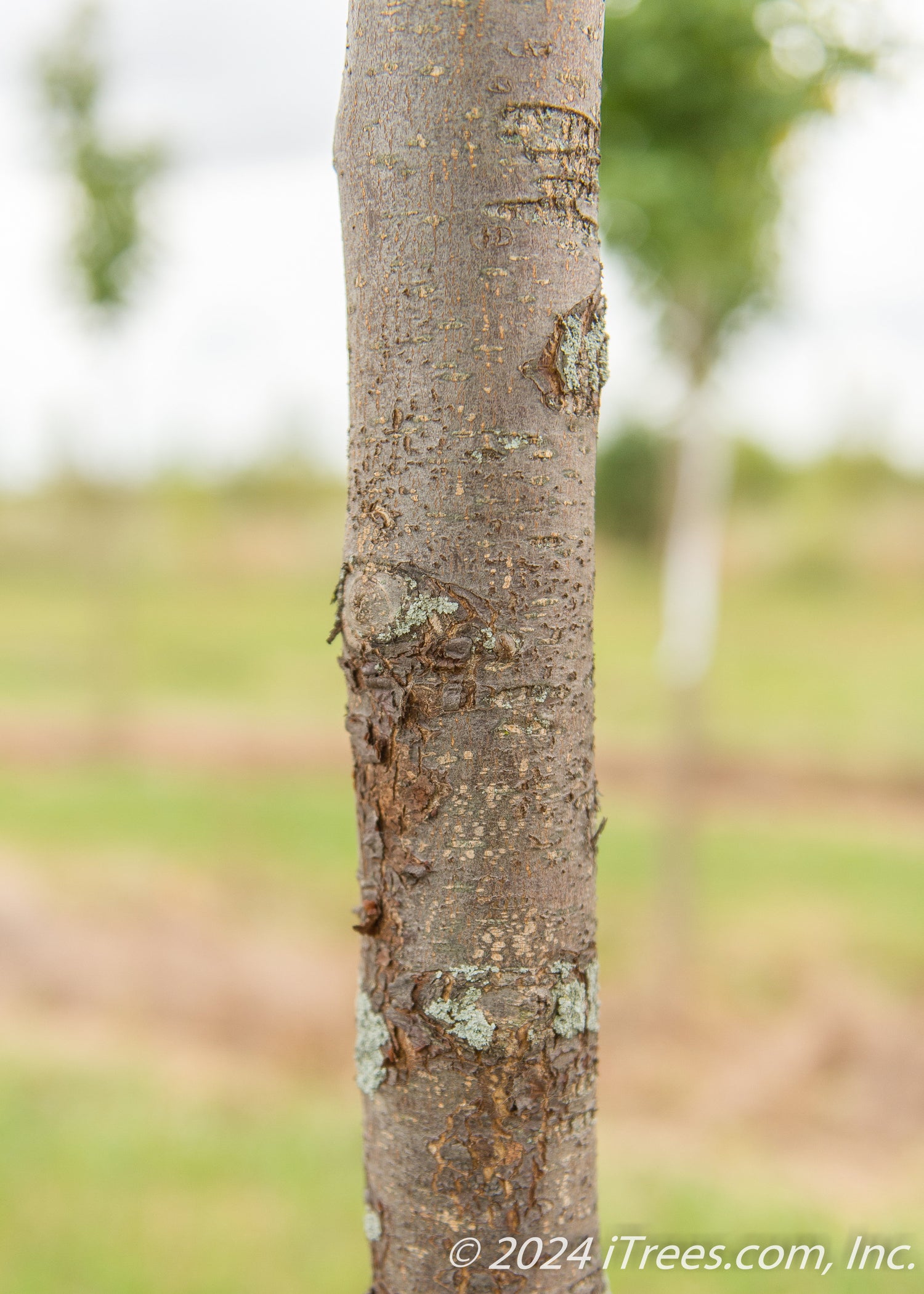 Trinity Ornamental Pear