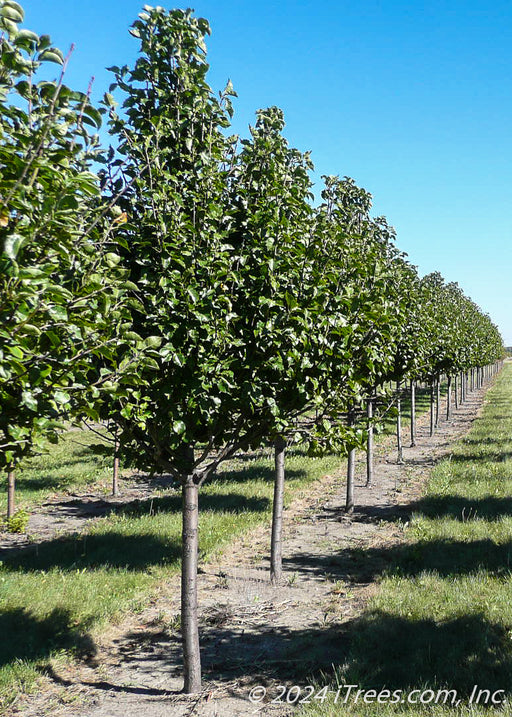 A row of Trinity Ornamental Pear growing at the nursery with green leaves.