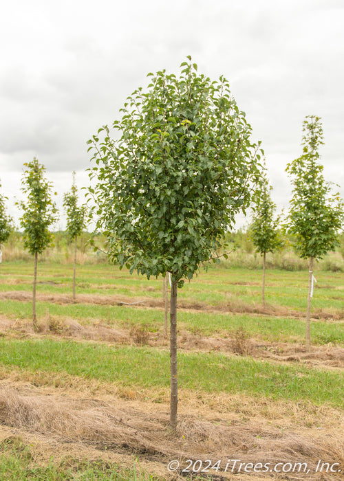 A single Trinity Ornamental Pear with green leaves.