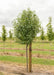 Trinity Ornamental Pear with green leaves growing at the nursery with a large ruler standing next to it to show its canopy height measured at about 5 ft.