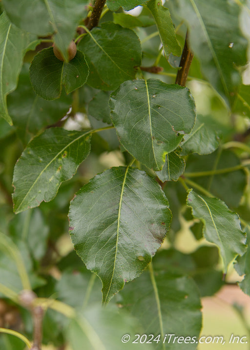 Closeup of shiny dark green leaves.