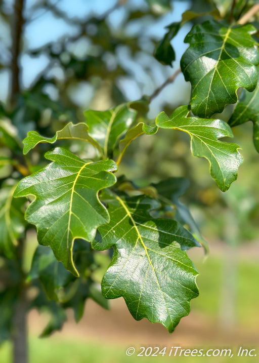 Closeup of shiny dark green leaves with yellow veins.